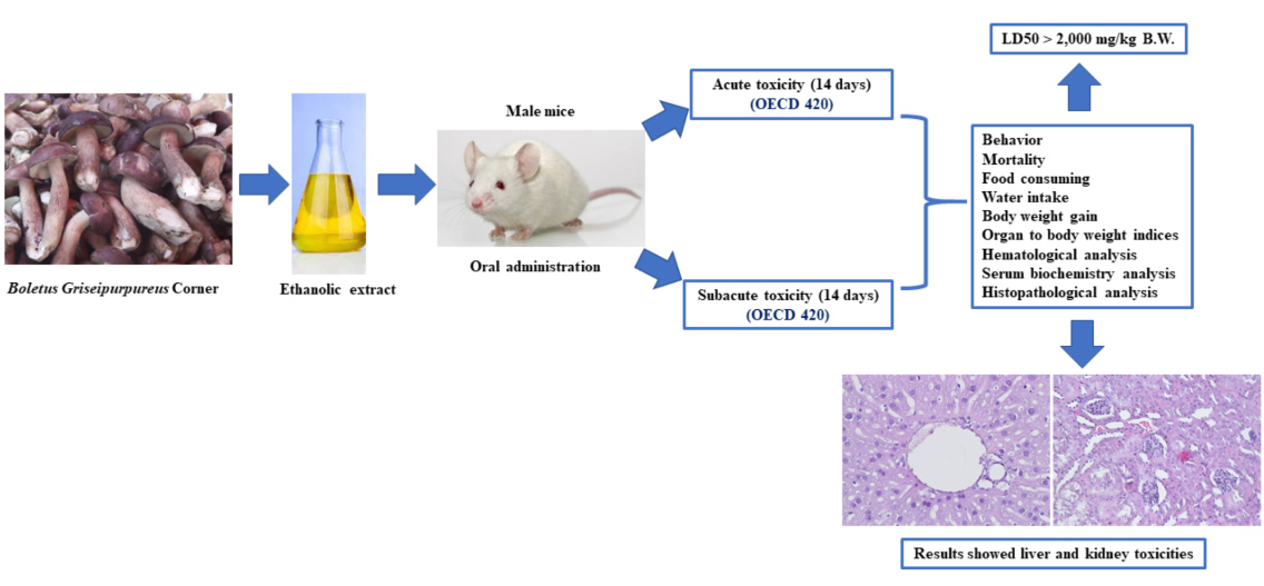 Graphical Abstract
